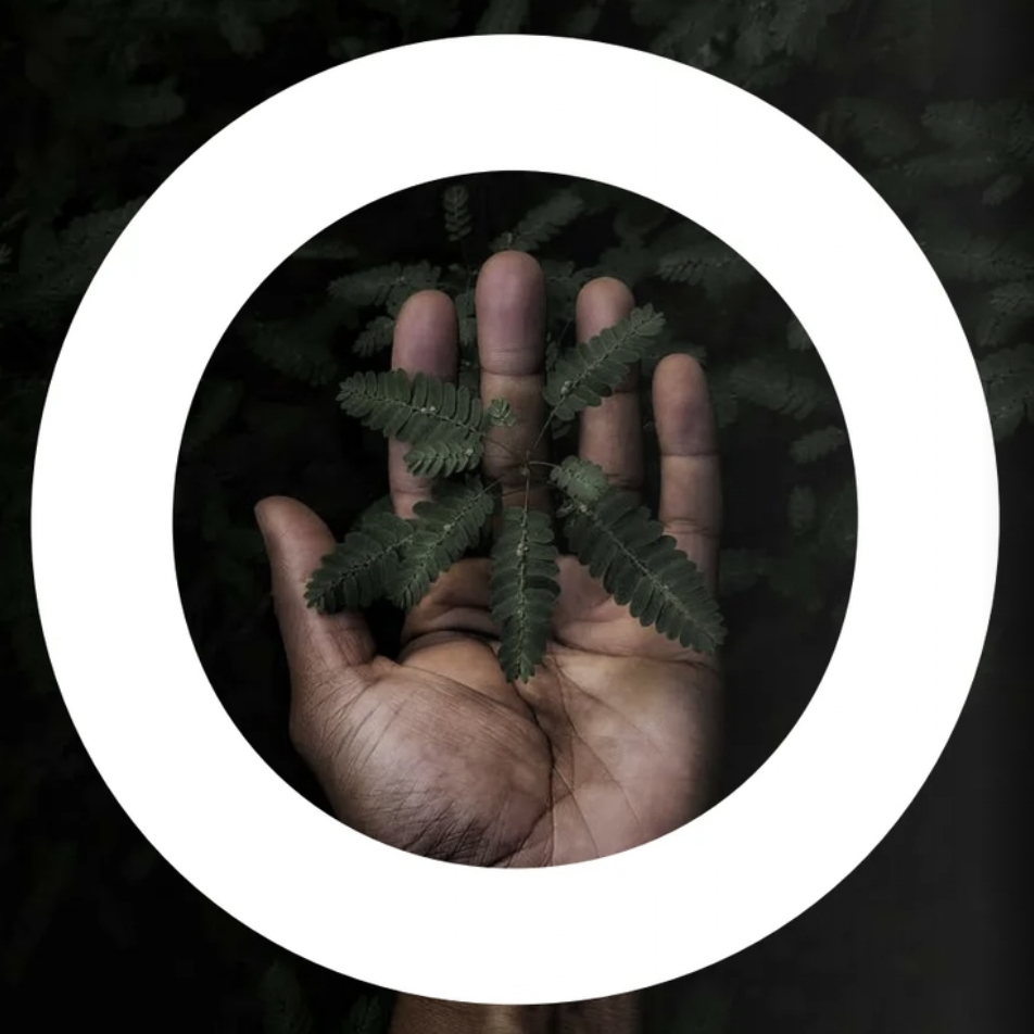 Hand holding a green fern leaf, sustainable merchandise